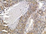 PHACTR4 Antibody in Immunohistochemistry (Paraffin) (IHC (P))