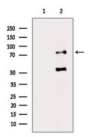 PHACTR4 Antibody in Western Blot (WB)