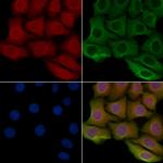 PITPNB Antibody in Immunocytochemistry (ICC/IF)