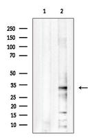 PITPNB Antibody in Western Blot (WB)