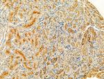 Protein C Inhibitor Antibody in Immunohistochemistry (Paraffin) (IHC (P))