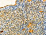 Protein C Inhibitor Antibody in Immunohistochemistry (Paraffin) (IHC (P))