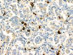 PABPC5 Antibody in Immunohistochemistry (Paraffin) (IHC (P))