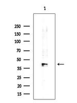PABPC5 Antibody in Western Blot (WB)