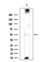 PABPC5 Antibody in Western Blot (WB)