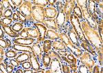 KCNK1 Antibody in Immunohistochemistry (Paraffin) (IHC (P))