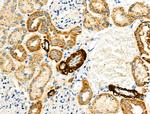 KCNK15 Antibody in Immunohistochemistry (Paraffin) (IHC (P))