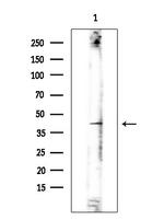 KCNK15 Antibody in Western Blot (WB)