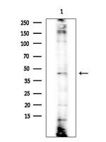 KCNK15 Antibody in Western Blot (WB)