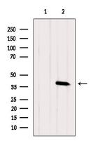 KCNK17 Antibody in Western Blot (WB)