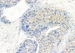 KCNK4 Antibody in Immunohistochemistry (Paraffin) (IHC (P))