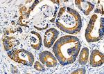 KCNK4 Antibody in Immunohistochemistry (Paraffin) (IHC (P))