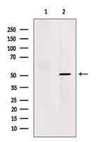 KCNG2 Antibody in Western Blot (WB)