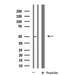 KCNG2 Antibody in Western Blot (WB)