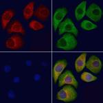 KCNH1 Antibody in Immunocytochemistry (ICC/IF)