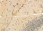 KCNH1 Antibody in Immunohistochemistry (Paraffin) (IHC (P))