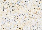 KCNS2 Antibody in Immunohistochemistry (Paraffin) (IHC (P))