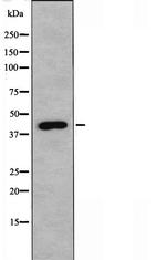 NDRG3 Antibody in Western Blot (WB)