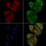 APOBEC4 Antibody in Immunocytochemistry (ICC/IF)