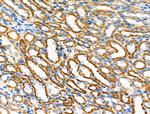 PDHA1 Antibody in Immunohistochemistry (Paraffin) (IHC (P))