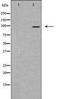 RASA3 Antibody in Western Blot (WB)