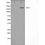 IQGAP1 Antibody in Western Blot (WB)