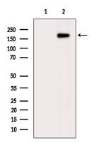 IQGAP3 Antibody in Western Blot (WB)