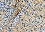 RAB20 Antibody in Immunohistochemistry (Paraffin) (IHC (P))