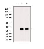 RAB5C Antibody in Western Blot (WB)