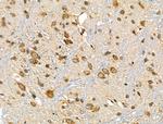 ARHGEF7 Antibody in Immunohistochemistry (Paraffin) (IHC (P))