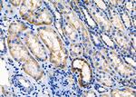 SPINK5 Antibody in Immunohistochemistry (Paraffin) (IHC (P))