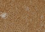 SERPINB9 Antibody in Immunohistochemistry (Paraffin) (IHC (P))