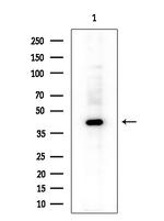 SERPINB9 Antibody in Western Blot (WB)