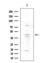 SERPINB9 Antibody in Western Blot (WB)