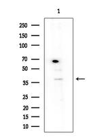 SERPINB9 Antibody in Western Blot (WB)