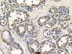 SCN4A Antibody in Immunohistochemistry (Paraffin) (IHC (P))