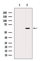 SLC24A4 Antibody in Western Blot (WB)