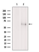 SLC24A4 Antibody in Western Blot (WB)