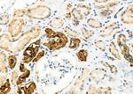 ATP1A2 Antibody in Immunohistochemistry (Paraffin) (IHC (P))