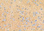 ATP1A2 Antibody in Immunohistochemistry (Paraffin) (IHC (P))