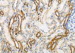 ATP1A2 Antibody in Immunohistochemistry (Paraffin) (IHC (P))