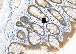 ATP1A2 Antibody in Immunohistochemistry (Paraffin) (IHC (P))