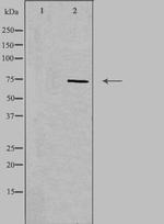 CD6 Antibody in Western Blot (WB)