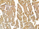 TCP-1 epsilon Antibody in Immunohistochemistry (Paraffin) (IHC (P))