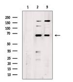 TCP-1 epsilon Antibody in Western Blot (WB)