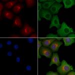 TCP-1 eta Antibody in Immunocytochemistry (ICC/IF)