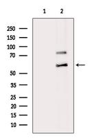 TCP-1 eta Antibody in Western Blot (WB)