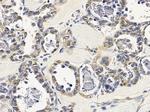 TSSK4 Antibody in Immunohistochemistry (Paraffin) (IHC (P))