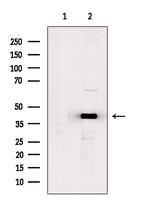 TSSK4 Antibody in Western Blot (WB)