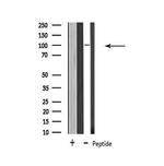 USP11 Antibody in Western Blot (WB)